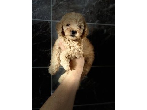 Orjinal maltipoo yavrular