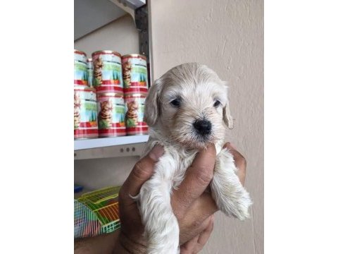 Maltipoo yavruları