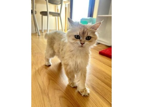 Safkan pedigreli british longhair