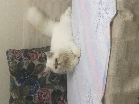 Tombiş iran kedisi oğlumu sahiplendiriyorum
