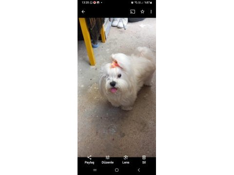 Kore kan maltese terrier yavrular