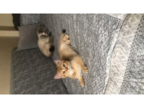 Kedimize acil yuva aranıyor
