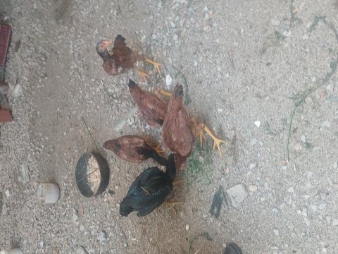 5 adet 4 aylık 4 ferik 1 horoz