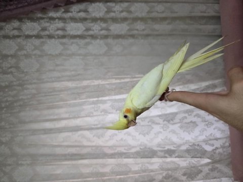 Evcil yavru sultan papağanı