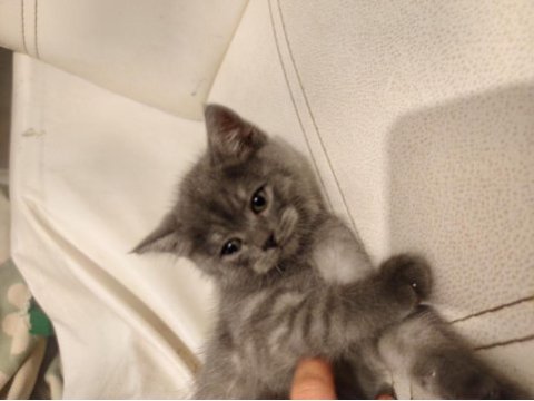 British longhair yavru