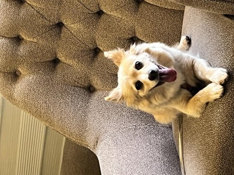 7 yaşında köpeğimiz