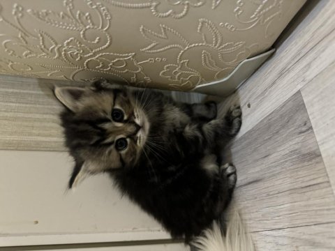 Chinchilla yavrularım