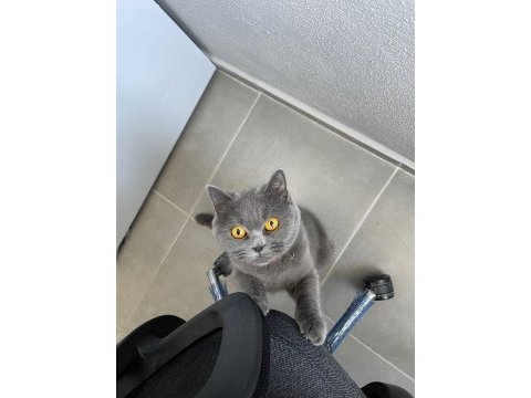 2 aylık scottish fold blue point