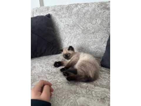 Kedimiz 5 aylık siyam kedisi
