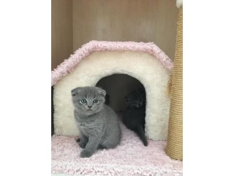 Scottish fold yavrularımız yuva arıyor