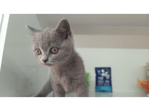 Irk ve sağlık garanti orjinal british shorthair