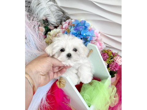 Safkan 2 kg bichon frise yavrular