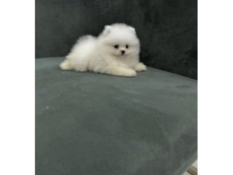 Pomeranian boo yavrusu