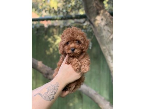 Tatlı mı tatlı poodle yavruları