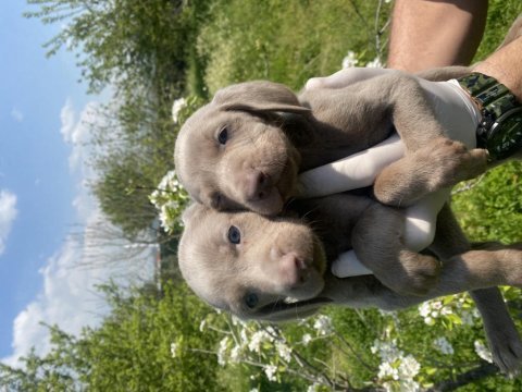 Weimaraner yavrular