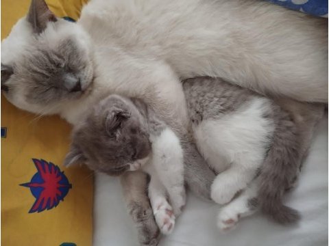 3 aylık british shorthair (fawn bicolor)