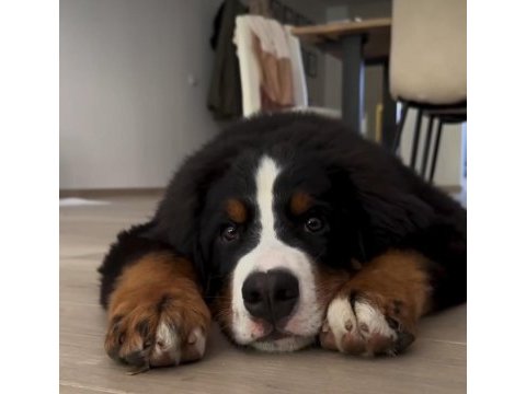 Bernese mountain dog