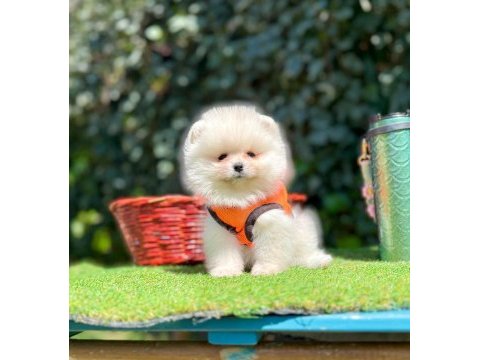 Safkan pomeranian yavrular