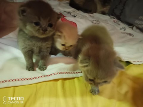 Herkesime her bütçeye uygun miyav serisi