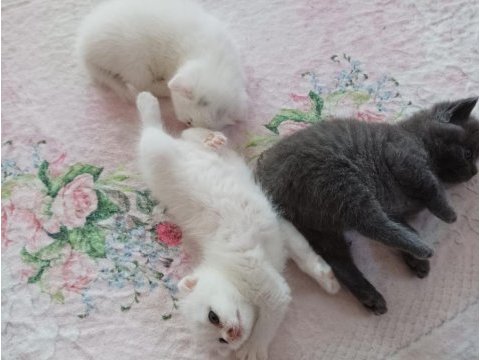 Safkan oyuncu beyaz yavru kedim