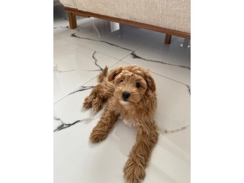 Maltipoo dişi yavru