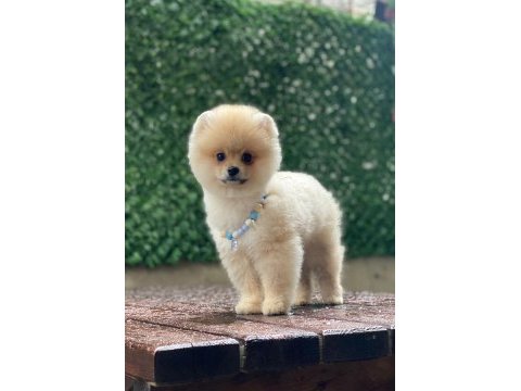 Evlerinize getirecek pomeranian boo yavrularımız hazır
