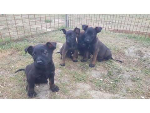 Siyah malinois