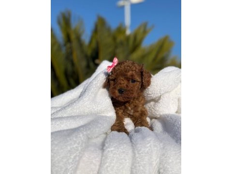 A kalite toy poodle bebeklerim