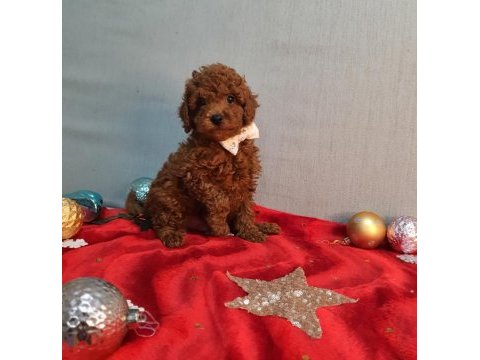 Irk ve sağlık garantili orijinal anne altından poodle