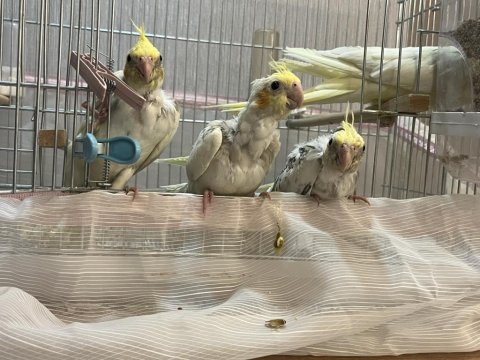 Toplu şekilde sultan papağanı çifti ve yavrular