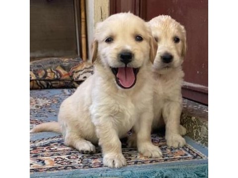 Golden retriever