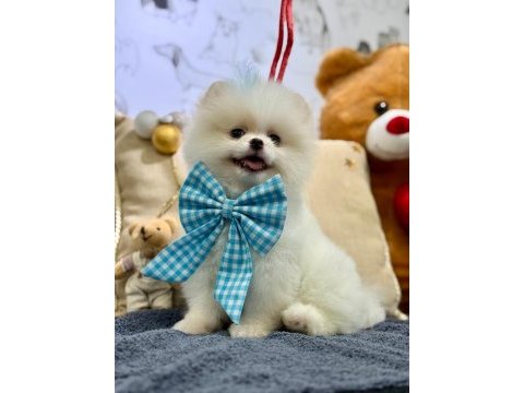 Gülen yüz teddy bear orjinal pomeranian yavrumuz