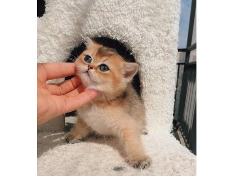 Golden ny25 şecereli british shorthair