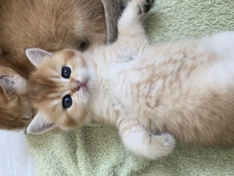 Golden baby british shorthair