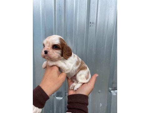 Irk garantili cavalier king charles