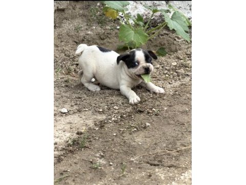 Dişi french bulldog yavrusu
