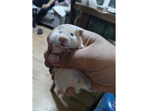 Ele alışık hamster yavrular