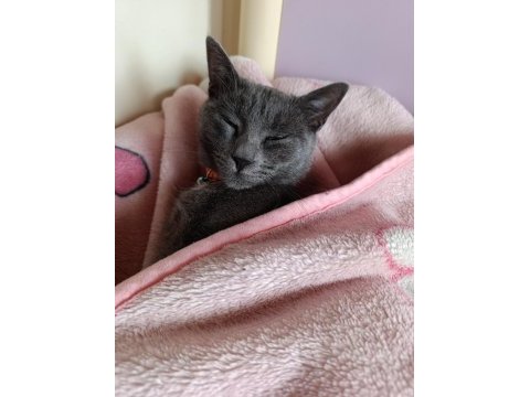 Russian blue 1.5 yaşında dişi