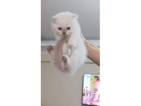 Küçük british longhair kedilerim