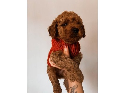 Ailesine gitmeyi bekleyen bir poodle bebek