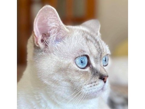 Kızlarımız sahiplendirilicektir british shorthair