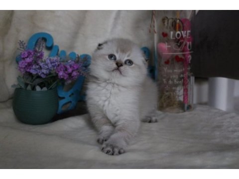 British shorthair ve scottish fold