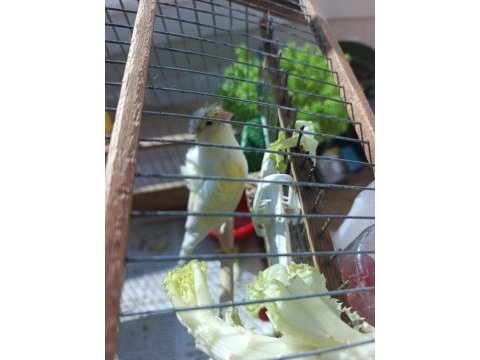 2 yavru kanarya bir anne
