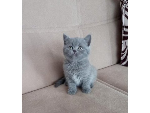 British shorthair yavrular