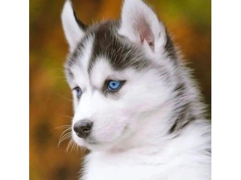 Show kalite husky (sibirya kurdu) yavrular