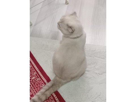 Kızımıza yuva arıyoruz scottish fold