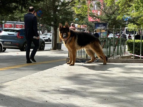 Rus şecereli safkan erkek alman kurdu