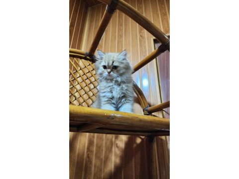 British longhair yavrularımız yuvalarını arıyor