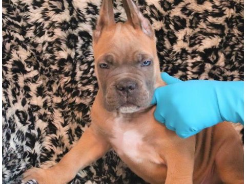 Fcı-kıf şecereli safkan cane corso yavrular (formentino)