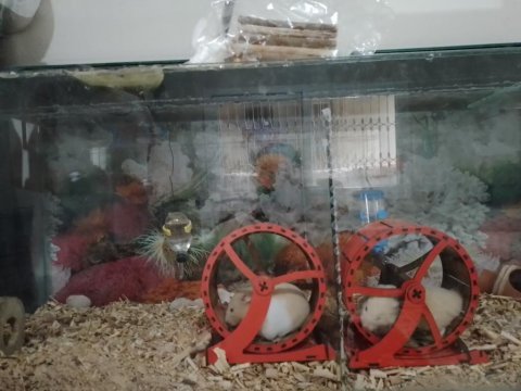 Yavru hamster